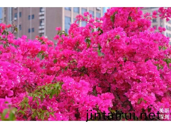 深(shen)圳(zhen)的(de)旾(chun)天(tian)什麼顔(yan)色(se)？